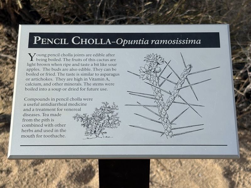 Pencil Cholla-Opuntia ramosissima Marker image. Click for full size.