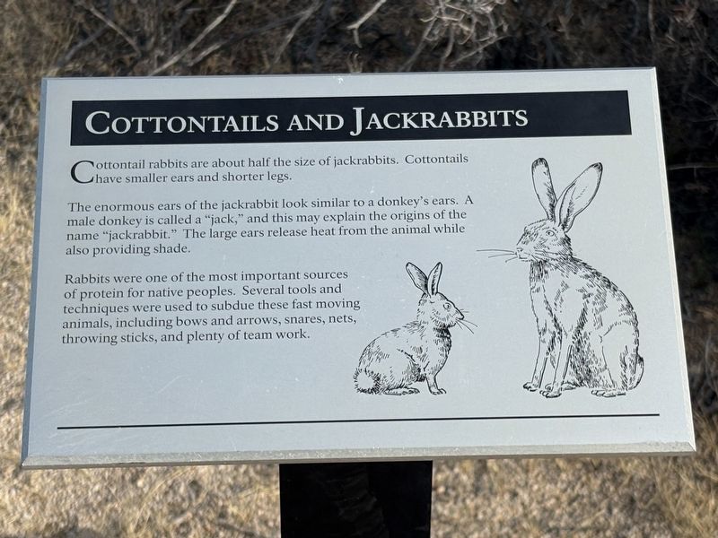 Cottontails and Jackrabbits Marker image. Click for full size.