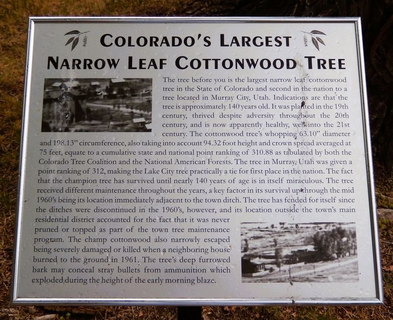 Colorado's Largest Narrow Leaf Cottonwood Tree Marker image. Click for full size.