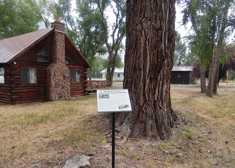 Colorado's Largest Narrow Leaf Cottonwood Tree Marker image. Click for full size.