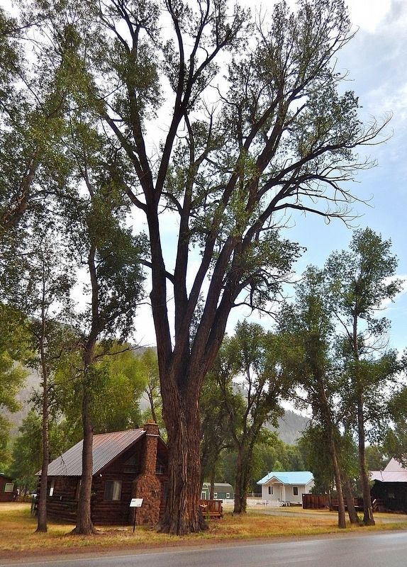Colorado's Largest Narrow Leaf Cottonwood Tree image. Click for full size.