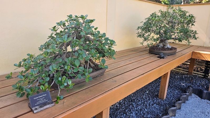 Bonsai Exhibition. Click for full size. Bonsai Exhibition image. Click for full size.