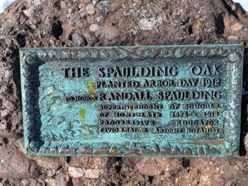 Spaulding Oak Marker image. Click for full size.