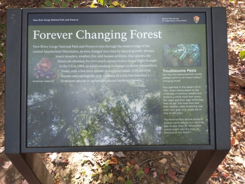 Forever Changing Forest Marker. Click for full size. Forever Changing Forest Marker image. Click for full size.