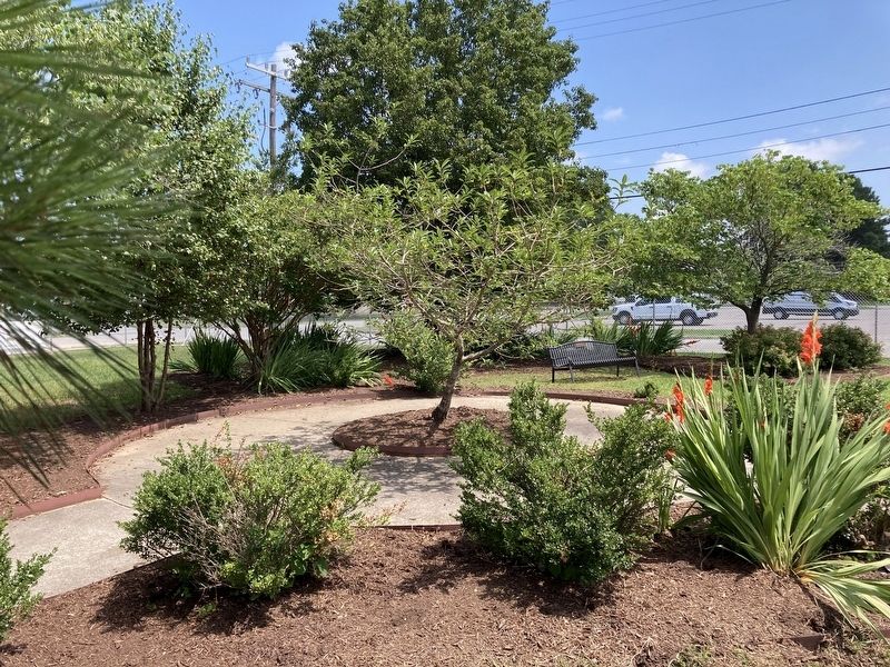 Trees and Plants. Click for full size. Trees and Plants image. Click for full size.