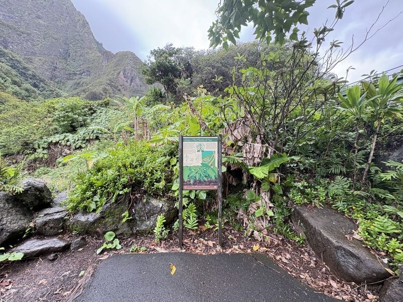 La'au - The Plants of 'Iao Marker image. Click for full size.