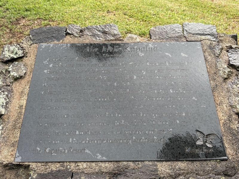 Cook Pine Trees Marker image. Click for full size.