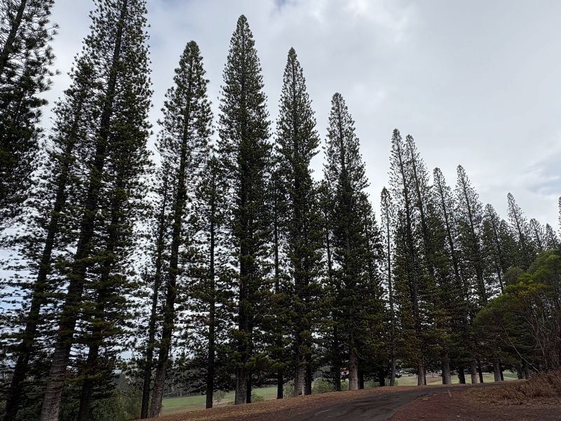Cook Pine Trees image. Click for full size.