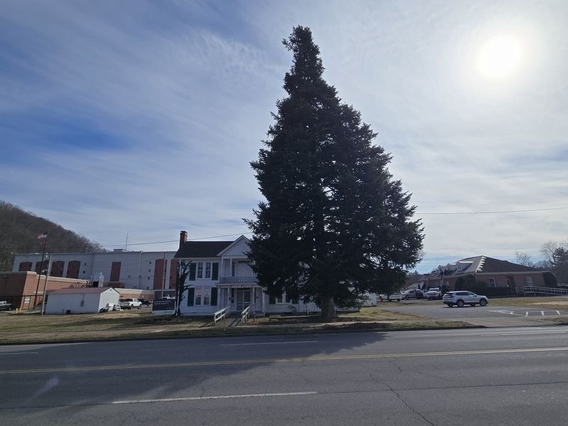 Full view of the Fraser Fir image. Click for full size.