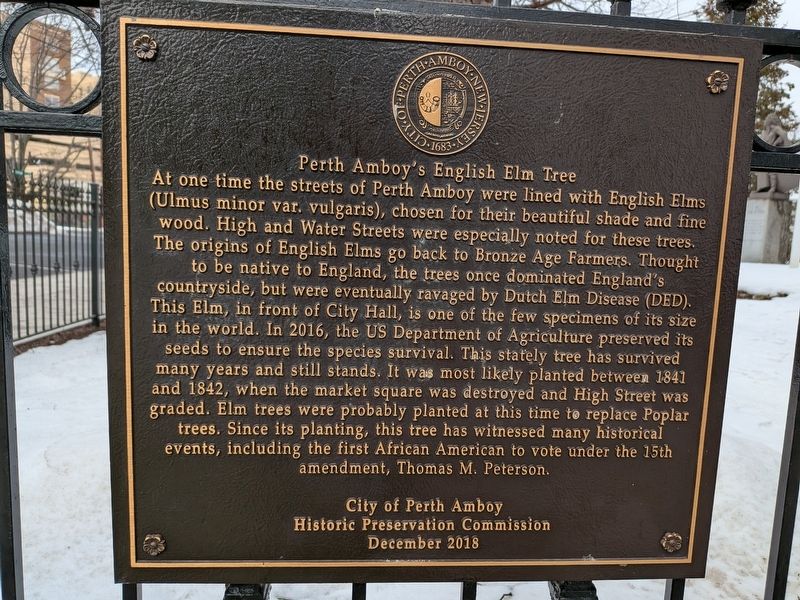 Perth Amboy's English Elm Tree Marker image. Click for full size.
