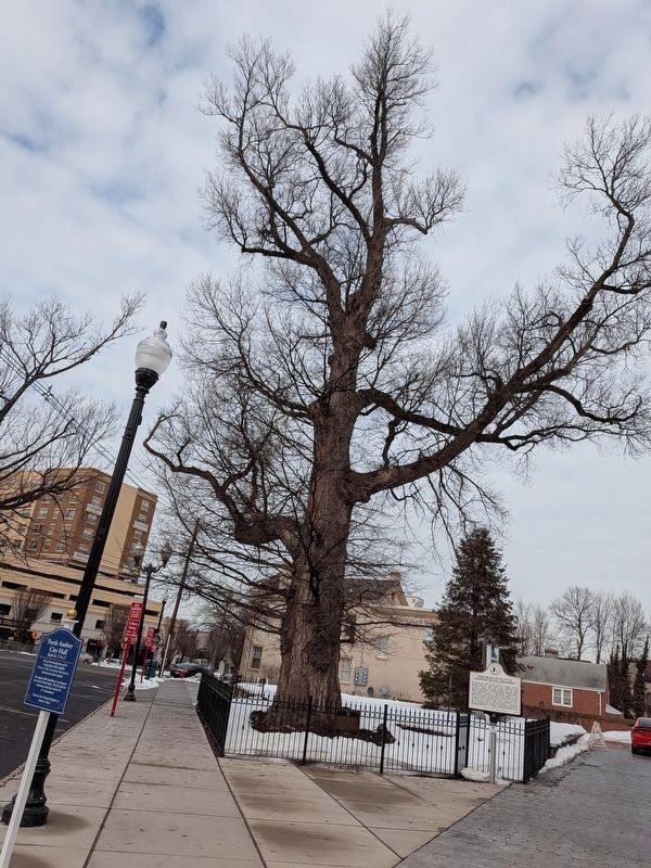 Perth Amboy's English Elm Tree Marker image. Click for full size.