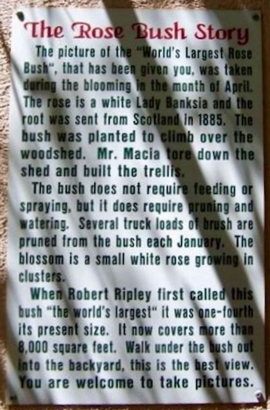 The Rose Bush Story Marker. Click for full size. The Rose Bush Story Marker image. Click for full size.