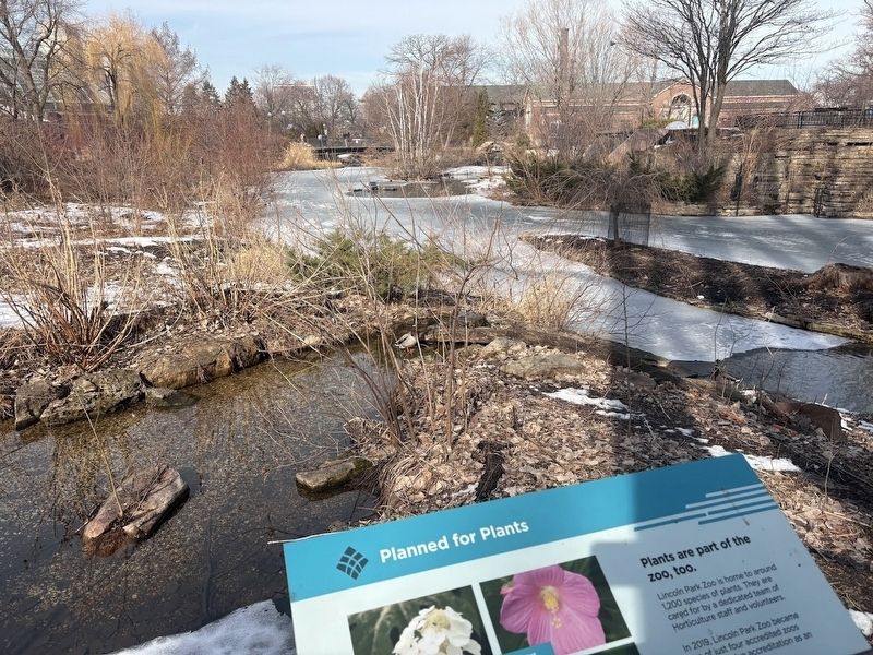 Waterfowl Lagoon at Lincoln Park Zoo image. Click for full size.