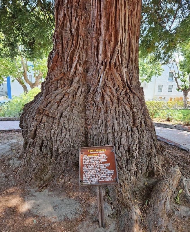 Moon Tree Marker. Click for full size. Moon Tree Marker image. Click for full size.