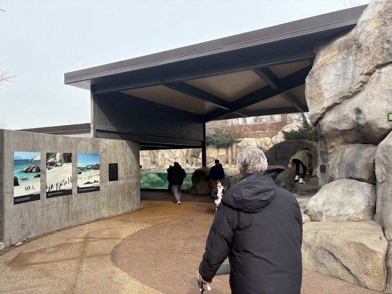 Penguin Cove at Lincoln Park Zoo image. Click for full size.