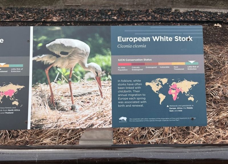 European White Stork Marker image. Click for full size.