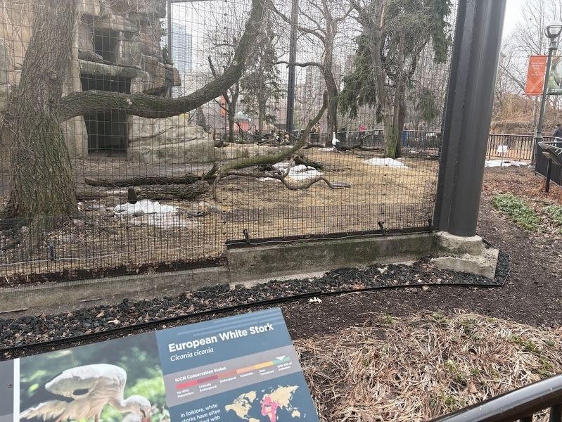 European White Stork at Lincoln Park Zoo image. Click for full size.