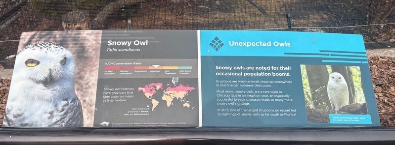 Snowy Owl Marker image. Click for full size.