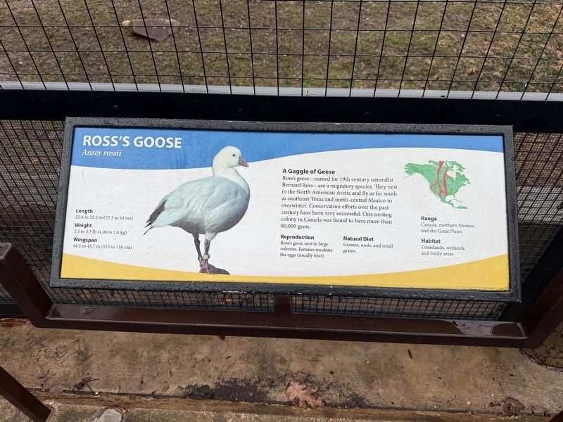 Ross's Goose Marker image. Click for full size.