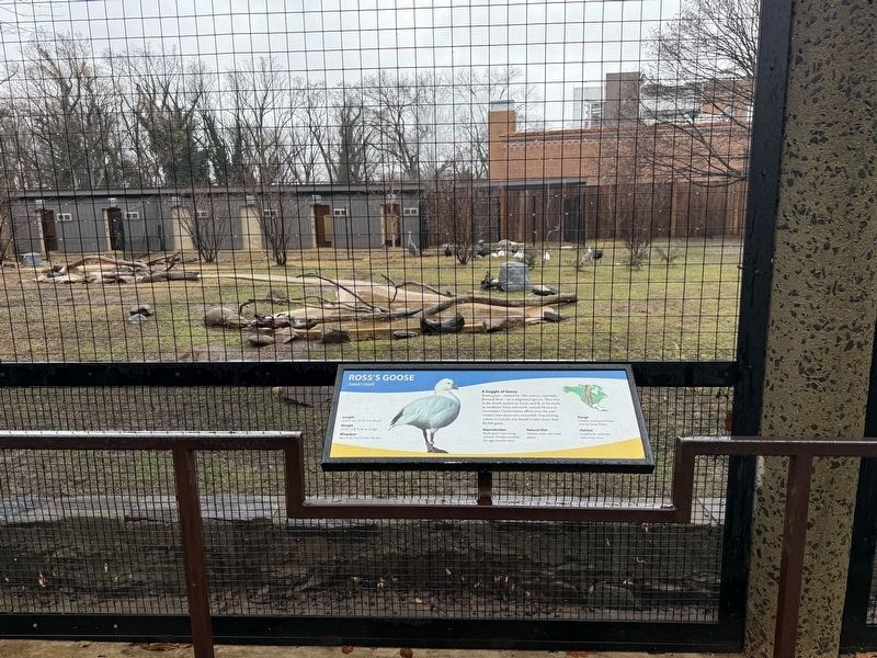 Ross's Goose Exhibit image. Click for full size.