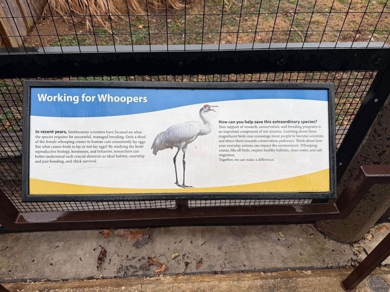 Working for Whoopers Marker. Click for full size. Working for Whoopers Marker image. Click for full size.