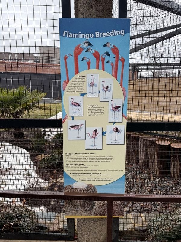 Flamingo Breeding Marker. Click for full size. Flamingo Breeding Marker image. Click for full size.