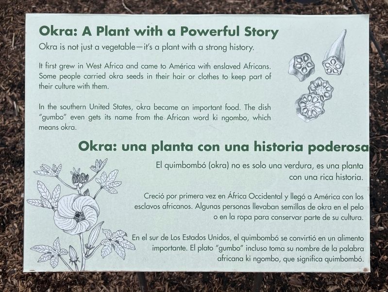 Okra: A Plant with a Powerful Story Marker image. Click for full size.