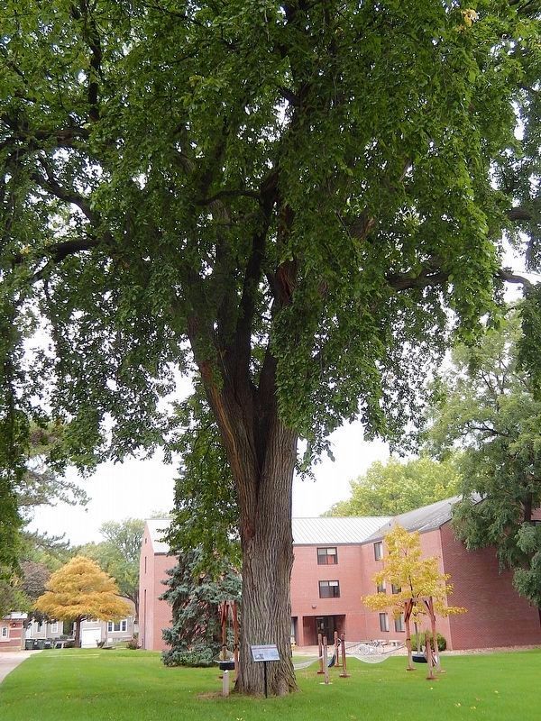 1883 American Elm Marker. Click for full size. 1883 American Elm Marker image. Click for full size.