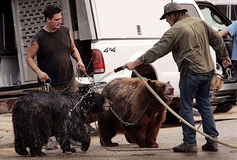 Black Bears image. Click for full size.