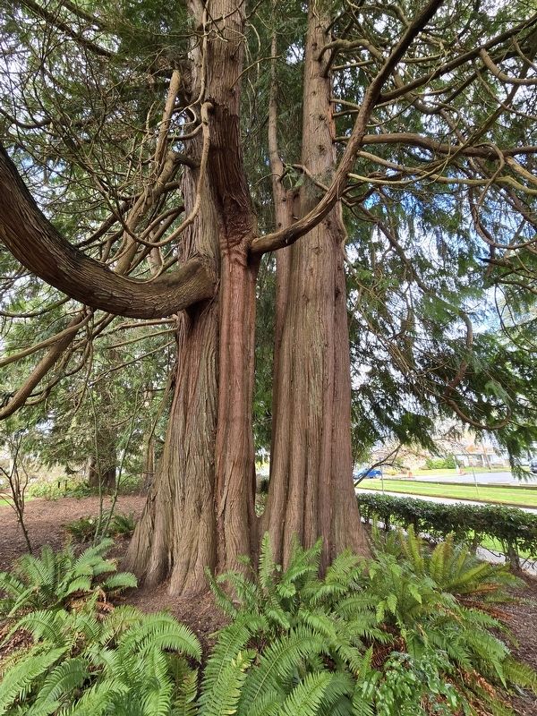 Old-growth trees in the front yard.. Click for full size. Old-growth trees in the front yard. image. Click for full size.