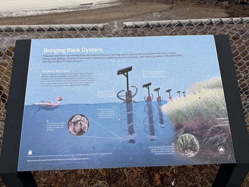 Bringing Back Oysters Marker. Click for full size. Bringing Back Oysters Marker image. Click for full size.