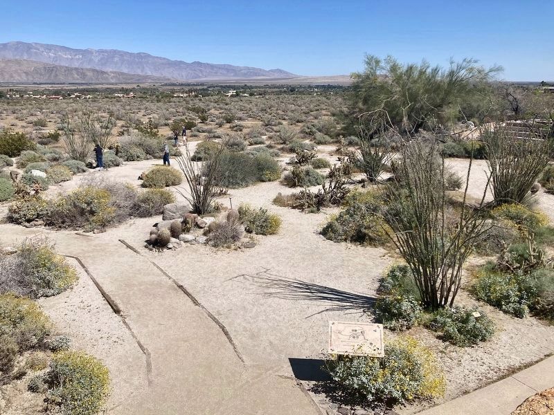 Anza-Borrego Botanic Garden image. Click for full size.