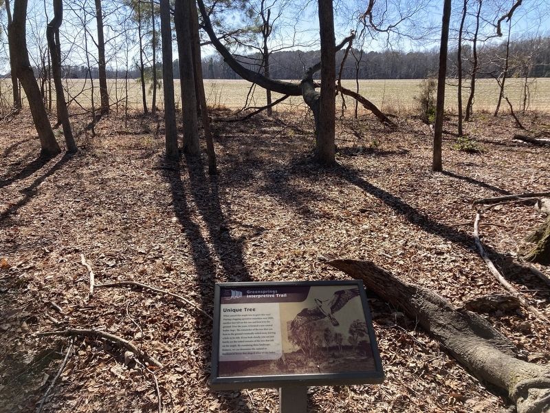 Unique Tree Marker. Click for full size. Unique Tree Marker image. Click for full size.