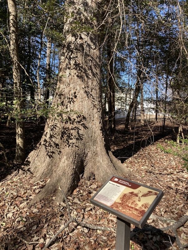 Heritage Trees Marker. Click for full size. Heritage Trees Marker image. Click for full size.