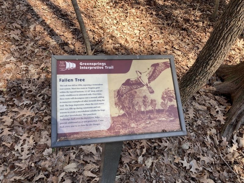 Fallen Tree Marker. Click for full size. Fallen Tree Marker image. Click for full size.