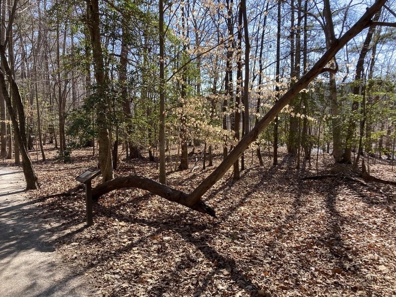 Arched Tree. Click for full size. Arched Tree image. Click for full size.