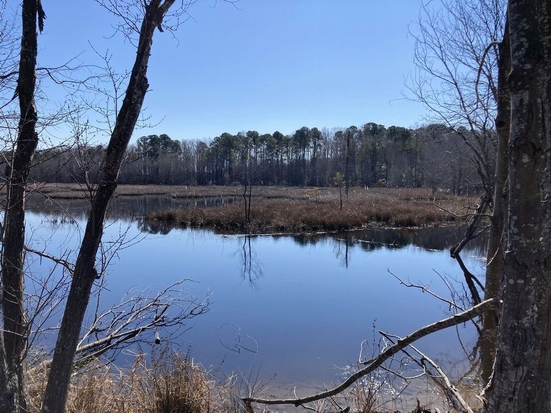 Wetlands of the Greensprings Greenway. Click for full size. Wetlands of the Greensprings Greenway image. Click for full size.