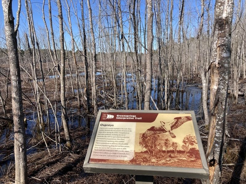 Ospreys Marker. Click for full size. Ospreys Marker image. Click for full size.