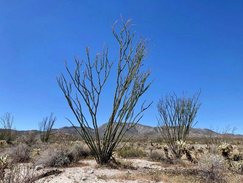 Ocotillo image. Click for full size.