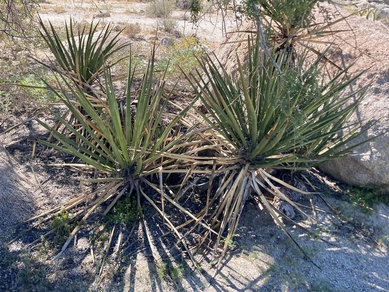 Yucca image. Click for full size.