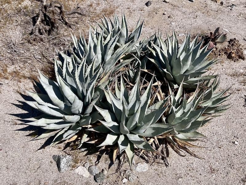 Agave image. Click for full size.