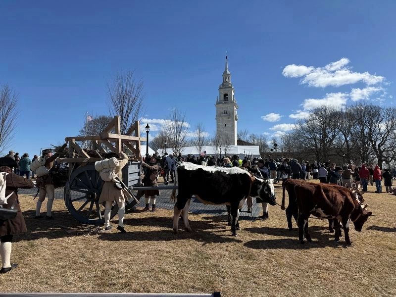 Fort Ticonderoga Steer image. Click for full size.
