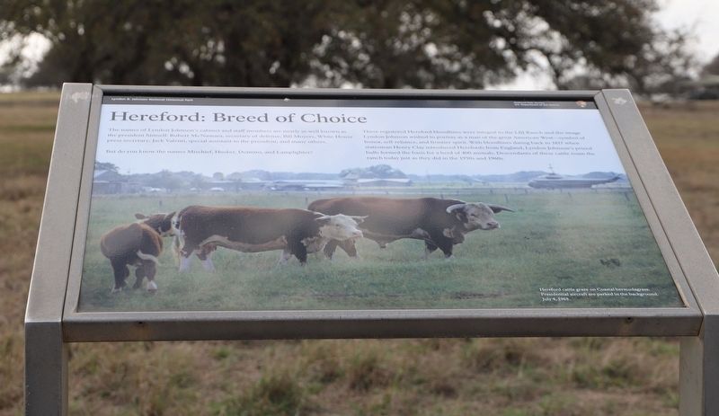 Hereford: Breed of Choice Marker image. Click for full size.