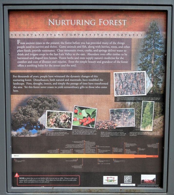 Nurturing Forest Marker image. Click for full size.