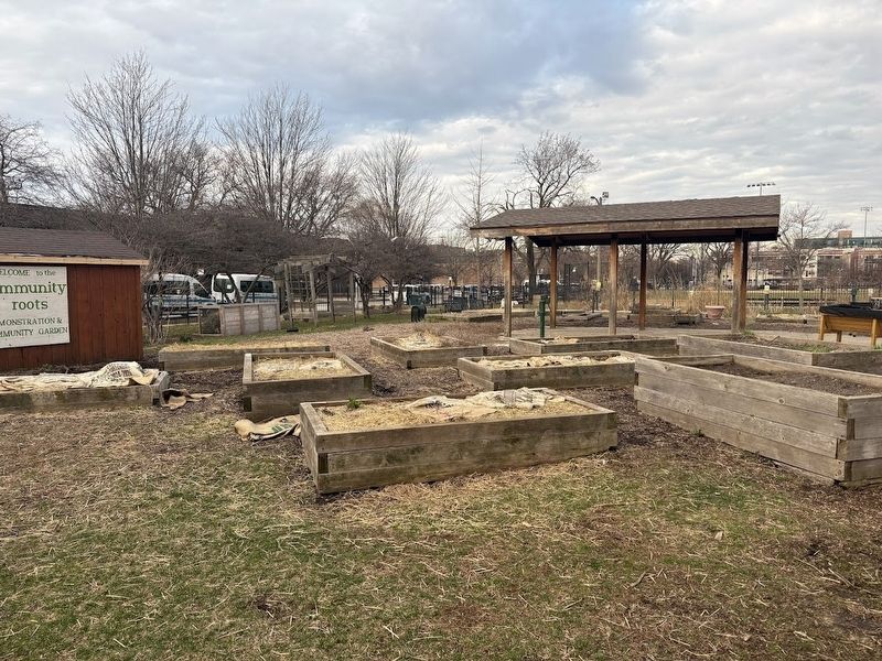 Community Garden in Skinner Park. Click for full size. Community Garden in Skinner Park image. Click for full size.