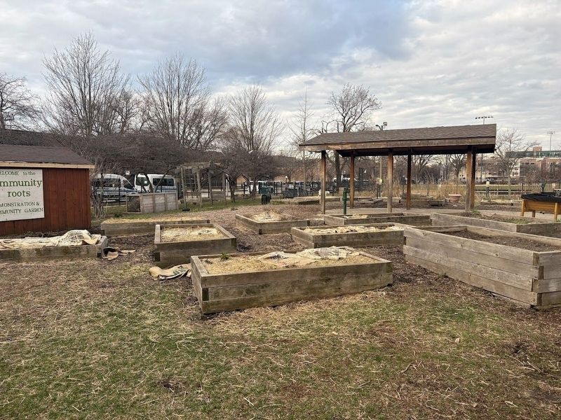 Community Garden in Skinner Park. Click for full size. Community Garden in Skinner Park image. Click for full size.