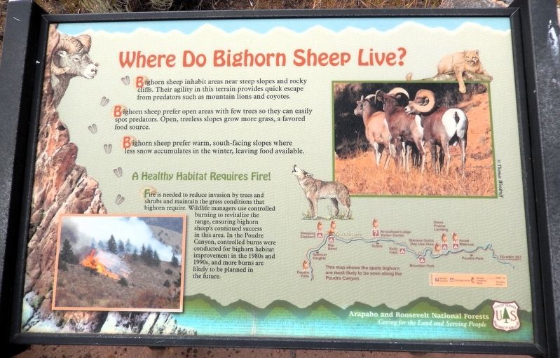 Where do Big Horn Sheep Live? Marker image. Click for full size.