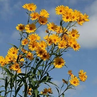 Illinois Prairies. Click for more information. Illinois Prairies image. Click for more information.