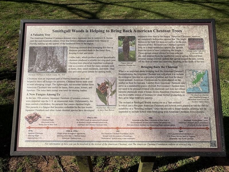 Smithgall Woods is Helping to Bring Back America Chestnut Tree Marker image. Click for full size.