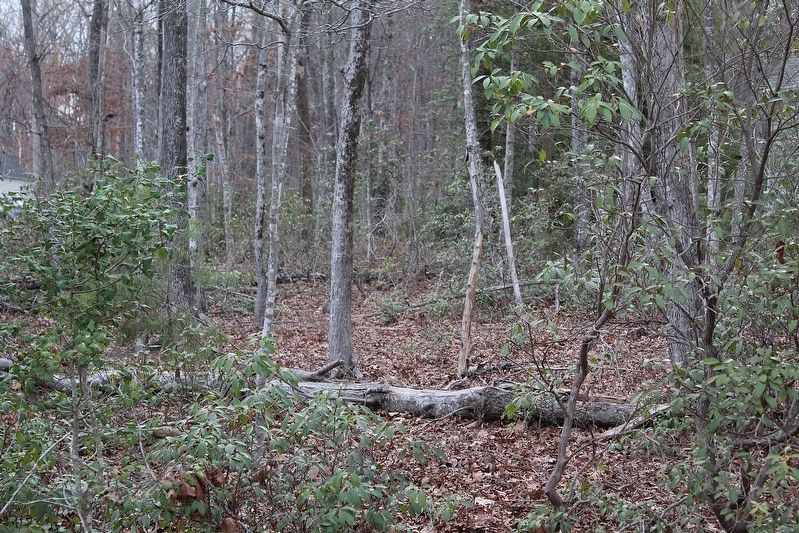 Woods Beyond the Marker image. Click for full size.